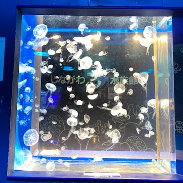 しながわ水族館に投稿された画像（2023/4/4）