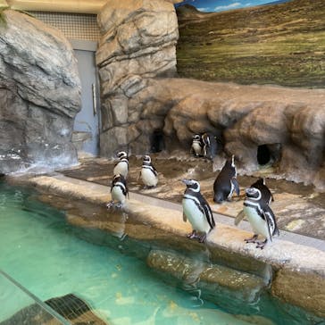 しながわ水族館に投稿された画像（2023/4/4）