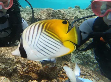 武藤潜水に投稿された画像（2023/4/4）