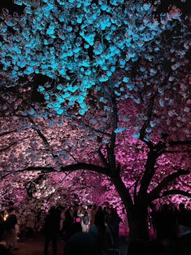 NAKED 桜の新宿御苑 2023に投稿された画像（2023/4/4）