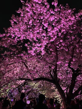 NAKED 桜の新宿御苑 2023に投稿された画像（2023/4/4）