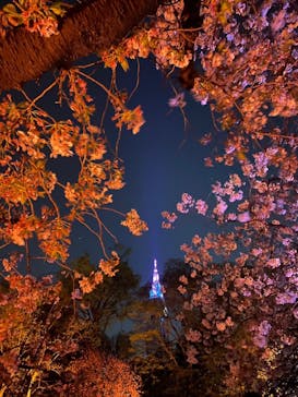 NAKED 桜の新宿御苑 2023に投稿された画像（2023/4/4）