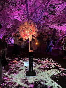 NAKED 桜の新宿御苑 2023に投稿された画像（2023/4/4）