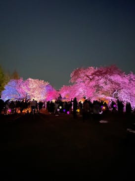 NAKED 桜の新宿御苑 2023に投稿された画像（2023/4/4）