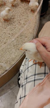 Moff animal cafe MARKIS 福岡ももち店に投稿された画像（2023/4/4）