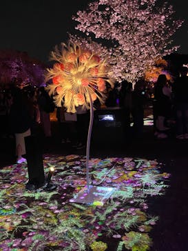 NAKED 桜の新宿御苑 2023に投稿された画像（2023/4/4）