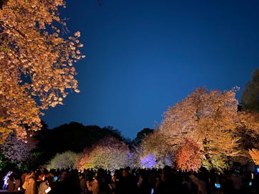 NAKED 桜の新宿御苑 2023に投稿された画像（2023/4/4）