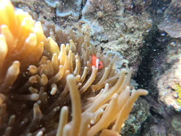 武藤潜水に投稿された画像（2023/4/4）