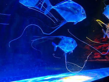 大分マリーンパレス水族館 「うみたまご」に投稿された画像（2023/4/4）