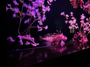 大分マリーンパレス水族館 「うみたまご」に投稿された画像（2023/4/4）