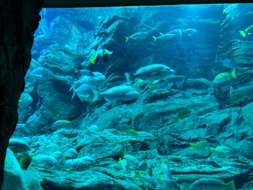 大分マリーンパレス水族館 「うみたまご」に投稿された画像（2023/4/4）