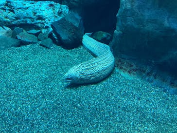 大分マリーンパレス水族館 「うみたまご」に投稿された画像（2023/4/4）