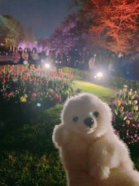 NAKED 桜の新宿御苑 2023に投稿された画像（2023/4/4）