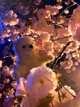 NAKED 桜の新宿御苑 2023に投稿された画像（2023/4/4）