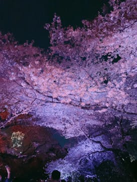 NAKED 桜の新宿御苑 2023に投稿された画像（2023/4/4）