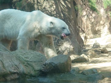 よこはま動物園ズーラシアに投稿された画像（2023/4/4）