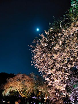 NAKED 桜の新宿御苑 2023に投稿された画像（2023/4/4）