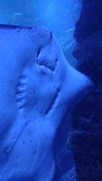 京都水族館に投稿された画像（2023/4/4）