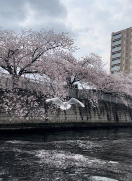 東京ウォータウェイズに投稿された画像（2023/4/4）