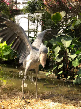 神戸どうぶつ王国に投稿された画像（2023/4/4）