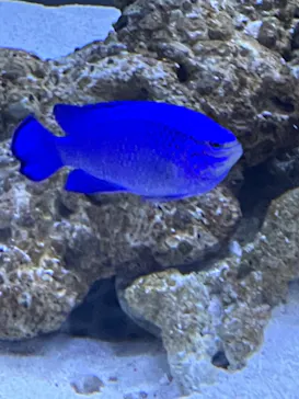 すみだ水族館に投稿された画像（2023/4/4）