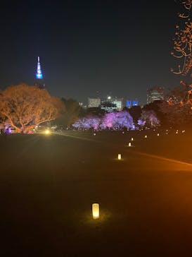 NAKED 桜の新宿御苑 2023に投稿された画像（2023/4/4）