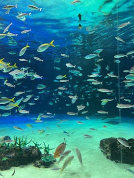 サンシャイン水族館に投稿された画像（2023/4/4）