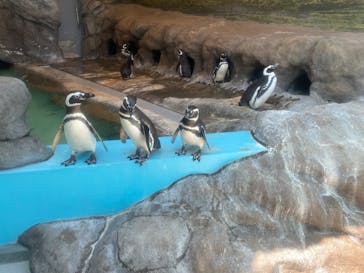 しながわ水族館に投稿された画像（2023/4/4）