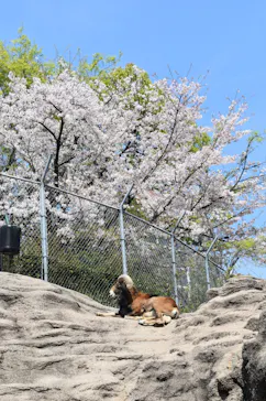天王寺動物園に投稿された画像（2023/4/4）