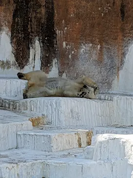 天王寺動物園に投稿された画像（2023/4/4）