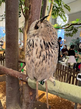 Moff animal cafe イオンモール幕張新都心店に投稿された画像（2023/4/4）