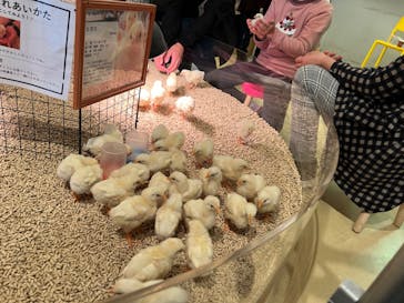 Moff animal cafe イオンモール幕張新都心店に投稿された画像（2023/4/4）