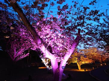 『NAKED FLOWERS 2023 桜 世界遺産・二条城』に投稿された画像（2023/4/4）