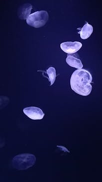 サンシャイン水族館に投稿された画像（2023/4/4）