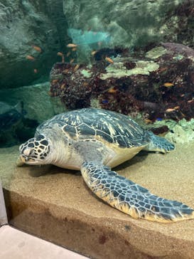 九十九島水族館海きららに投稿された画像（2023/4/4）