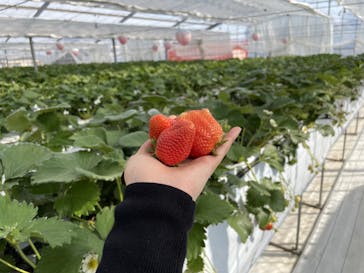 (株)みどりやファームに投稿された画像（2023/4/4）