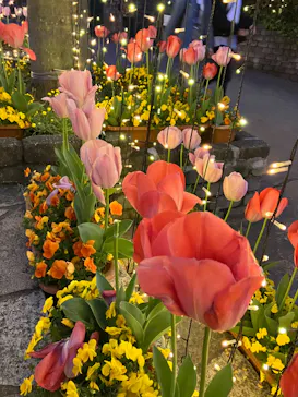 ひらかたパークに投稿された画像（2023/4/4）