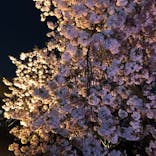 NAKED 桜の新宿御苑 2023に投稿された画像（2023/4/4）