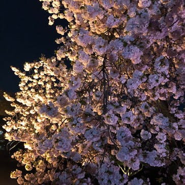 NAKED 桜の新宿御苑 2023に投稿された画像（2023/4/4）