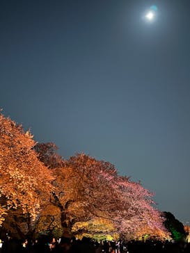 NAKED 桜の新宿御苑 2023に投稿された画像（2023/4/4）