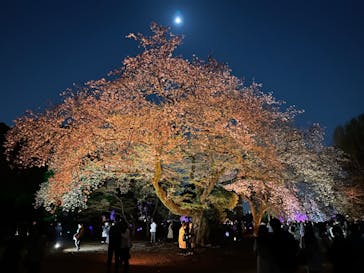 NAKED 桜の新宿御苑 2023に投稿された画像（2023/4/4）