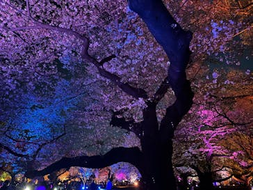 NAKED 桜の新宿御苑 2023に投稿された画像（2023/4/4）