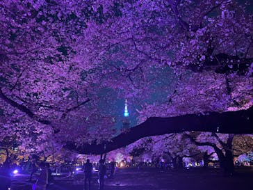 NAKED 桜の新宿御苑 2023に投稿された画像（2023/4/4）