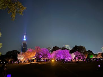 NAKED 桜の新宿御苑 2023に投稿された画像（2023/4/4）