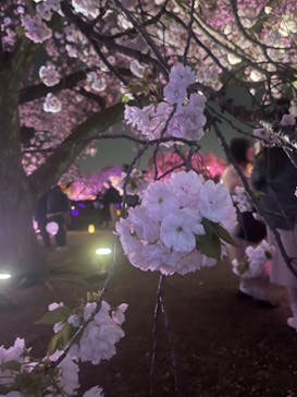 NAKED 桜の新宿御苑 2023に投稿された画像（2023/4/4）