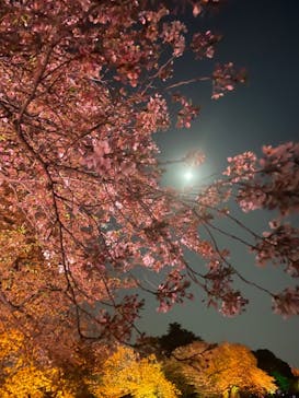 NAKED 桜の新宿御苑 2023に投稿された画像（2023/4/4）