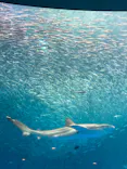 名古屋港水族館に投稿された画像（2023/4/4）