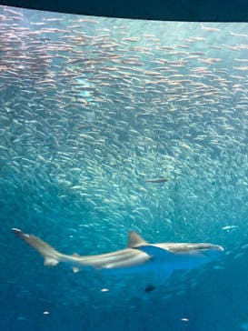 名古屋港水族館に投稿された画像（2023/4/4）