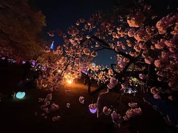 NAKED 桜の新宿御苑 2023に投稿された画像（2023/4/4）