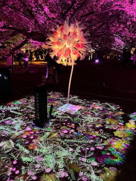 NAKED 桜の新宿御苑 2023に投稿された画像（2023/4/4）